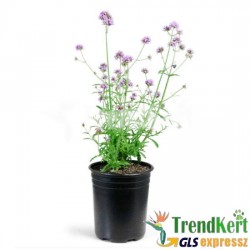 Verbéna ernyős - Verbena bonariensis Lilac 9 O