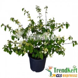 Bangita redőslevelű - Viburnum plicatum Mariesii 7 O Bangita redőslevelű - Viburnum plicatum Mariesii 7 O
