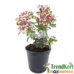 Téli bangita - Viburnum tinus Eve Price 7 O