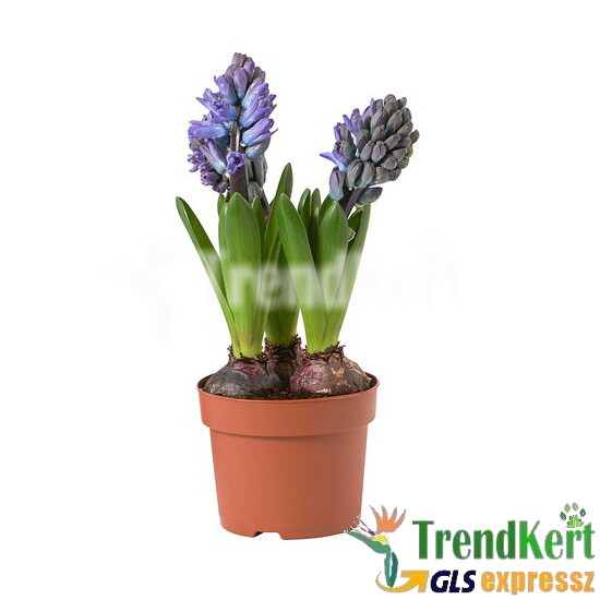 Jácint lila 3 hagymás - Hyacinthus Lilac 12 O