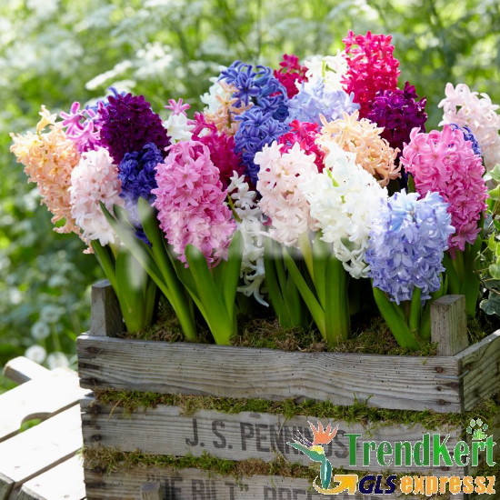 Jácint mix 1 hagymás - Hyacinthus Mix 1 hagyma 9 O