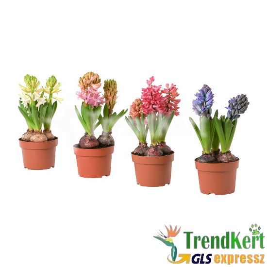 Jácint csomag 3 hagymás - Hyacinthus csomag 3 db-os 12 O