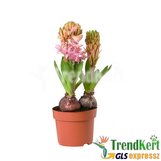 Jácint rózsaszín 3 hagymás - Hyacinthus Pink 12 O