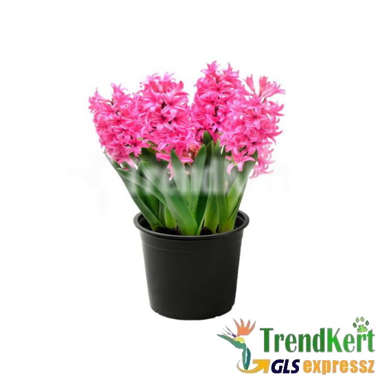 Jácint pink - Hyacinthus Pink Pearl 9 O Jácint pink - Hyacinthus Pink Pearl 9 O
