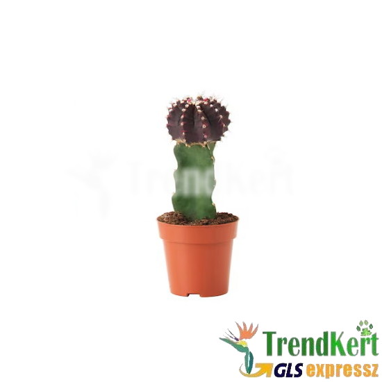 Színes oltott kaktusz bordó - Gymnocalycium sp. Red Színes oltott kaktusz bordó - Gymnocalycium sp. Red