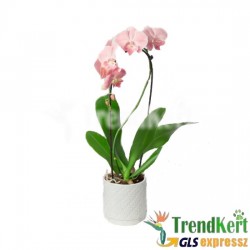 Pillekosbor orchidea - Phalaenopsis Cascade Barack 12 O Pillekosbor orchidea - Phalaenopsis Cascade Barack 12 O