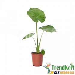 Elefántfül alokázia - Alocasia macrorrhizos 21 O Elefántfül alokázia - Alocasia macrorrhizos 21 O