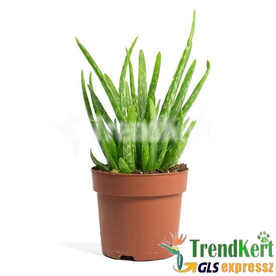 Orvosi aloé - Aloe vera 14 O