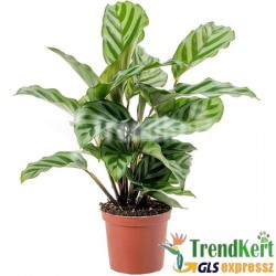 Zebralevél - Calathea Freddie 14 O Zebralevél - Calathea Freddie 14 O