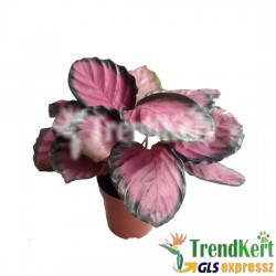 Zebralevél - Calathea Red Star 14 O Zebralevél - Calathea Red Star 14 O