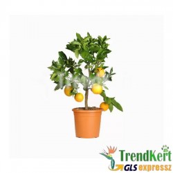 Kalamondin - Citrofortunella microcarpa 14 O