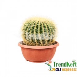 Sün kaktusz - Echinocactus grusonii 40 O