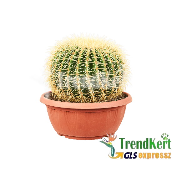 Sün kaktusz - Echinocactus grusonii 40 O