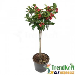 Törzses kék magyal - Ilex Blue maid 23 O Törzses kék magyal - Ilex Blue maid 23 O