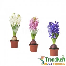 Jácint mix - Hyacinthus mix 9 O Jácint mix - Hyacinthus mix 9 O