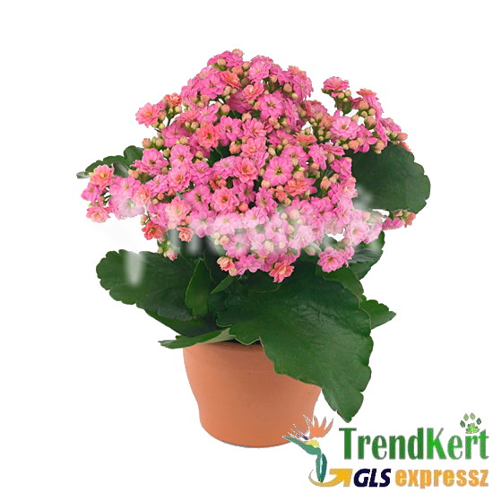 Korallvirág neon pink - Kalanchoe Neon Pink 12 O Korallvirág neon pink - Kalanchoe Neon Pink 12 O