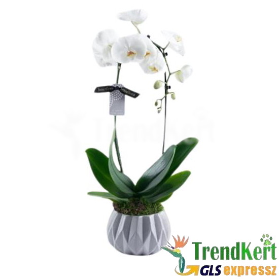 Pillekosbor orchidea - Phalaenopsis Cascade White 12 O Pillekosbor orchidea - Phalaenopsis Cascade White 12 O