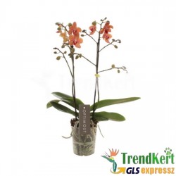 Pillekosbor orchidea - Phalaenopsis Sunset Love 12 O Pillekosbor orchidea - Phalaenopsis Sunset Love 12 O
