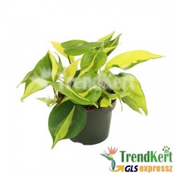 Kúszó filodendron tarka - Philodendron scandens Brasil 12 O