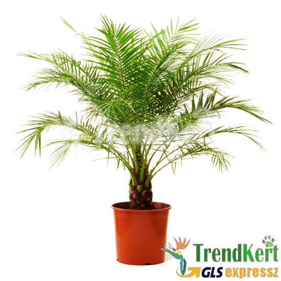 Törpe datolyapálma - Phoenix roebelenii 21 O