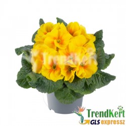 Kankalin - Primula acaulis Yellow 10.5 O
