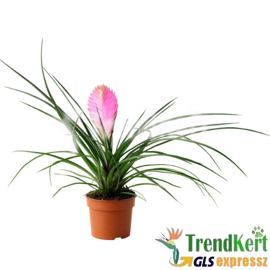 Tillandzia Anita - Tillandsia cyanea Anita 9 O Tillandzia Anita - Tillandsia cyanea Anita 9 O