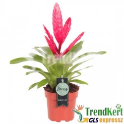 Pikkelyvirág Pink - Vriesea Pink 12 O Pikkelyvirág Pink - Vriesea Pink 12 O