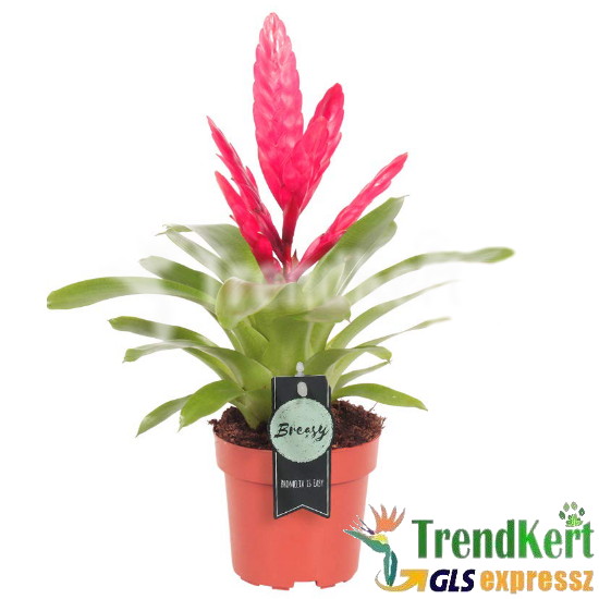 Pikkelyvirág Pink - Vriesea Pink 12 O Pikkelyvirág Pink - Vriesea Pink 12 O