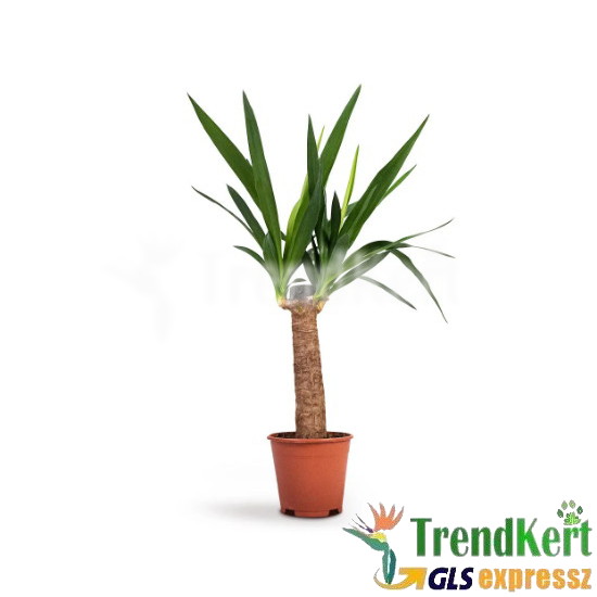 Törzses yucca - Yucca elephantipes 17 O
