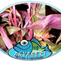 Papagájlevél - Alternanthera reineckii Pink Papagájlevél - Alternanthera reineckii Pink