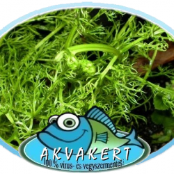 Vízipáfrány - Ceratopteris siliquosa