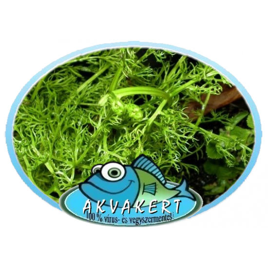 Vízipáfrány - Ceratopteris siliquosa