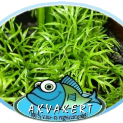 Vízipáfrány - Ceratopteris thalictroides