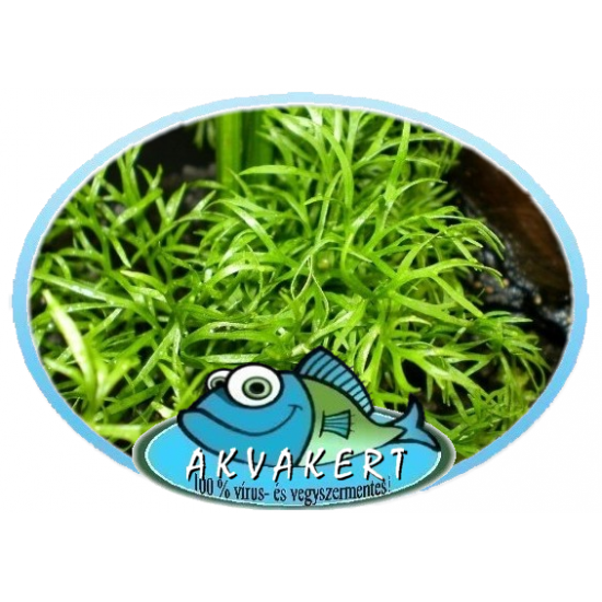 Vízipáfrány - Ceratopteris thalictroides