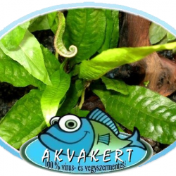 Lándzsás vízipáfrány - Microsorum pteropus