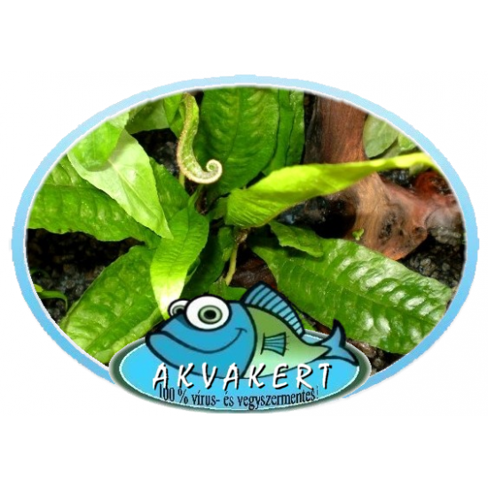 Lándzsás vízipáfrány - Microsorum pteropus