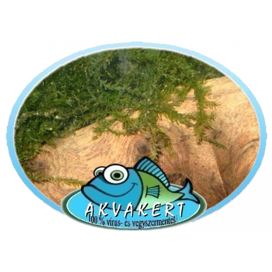 Jávai vízimoha - Vesicularia dubiana Jávai vízimoha - Vesicularia dubiana