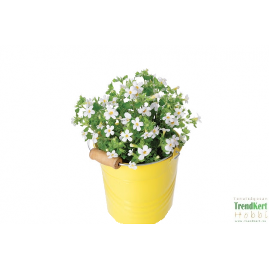 Csüngő bakopa - Bacopa Taifun Mega White 