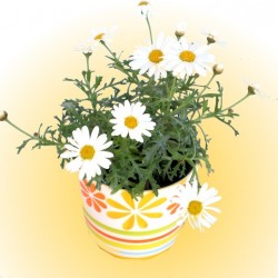 Margaréta fehér - Argyranthemum frutescens Neptun Margaréta fehér - Argyranthemum frutescens Neptun