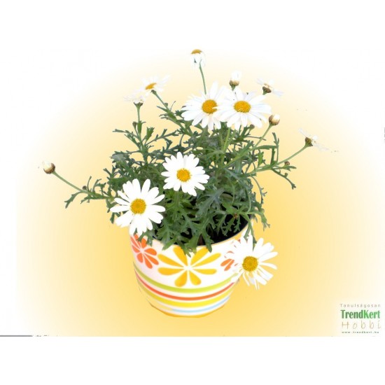 Margaréta fehér - Argyranthemum frutescens Neptun Margaréta fehér - Argyranthemum frutescens Neptun