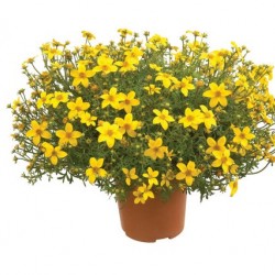 Balkon aranya - Bidens ferulifolium Gold Balkon aranya - Bidens ferulifolium Gold