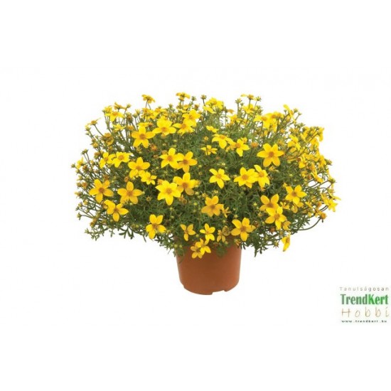 Balkon aranya - Bidens ferulifolium Gold Balkon aranya - Bidens ferulifolium Gold