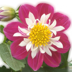 Dália - Dahlia Becky Dália - Dahlia Becky