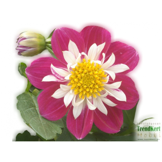 Dália - Dahlia Becky Dália - Dahlia Becky