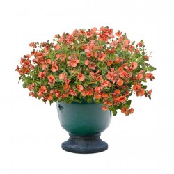 Diaszkia, kanálajak - Diascia Orange Diaszkia, kanálajak - Diascia Orange