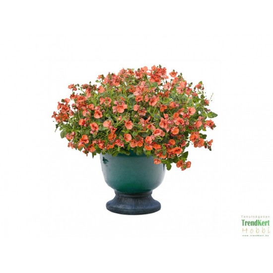 Diaszkia, kanálajak - Diascia Orange Diaszkia, kanálajak - Diascia Orange