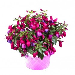 Bokros fukszia Piros-kék színben - Fuchsia Summer Ball Red-Blue
