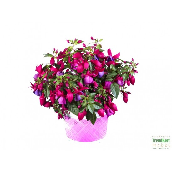 Bokros fukszia Piros-kék színben - Fuchsia Summer Ball Red-Blue Bokros fukszia Piros-kék színben - Fuchsia Summer Ball Red-Blue