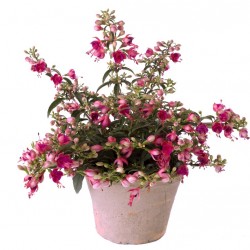Bokros fukszia Piros-lilás színben - Fuchsia Summer Ball Red-Orchid 