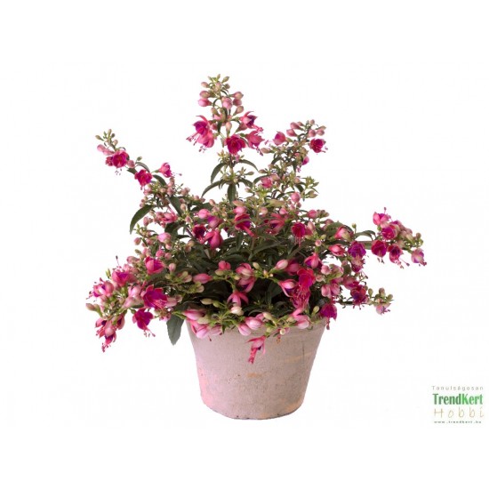 Bokros fukszia Piros-lilás színben - Fuchsia Summer Ball Red-Orchid Bokros fukszia Piros-lilás színben - Fuchsia Summer Ball Red-Orchid